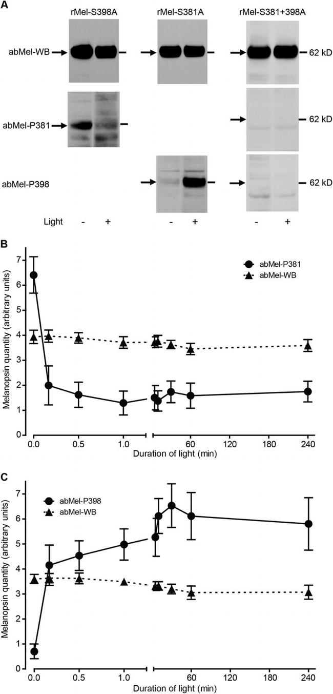 Opsin 4 Antibody in Western Blot (WB)