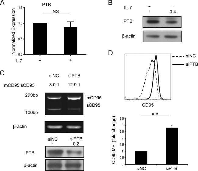 PTBP1 Antibody in Western Blot (WB)