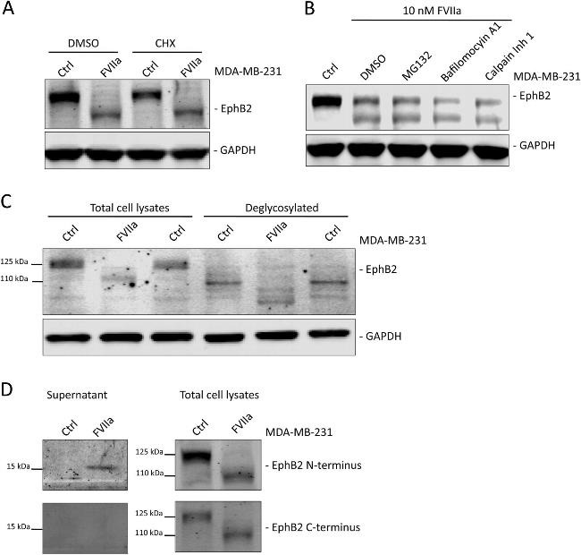 EphB2 Antibody in Western Blot (WB)