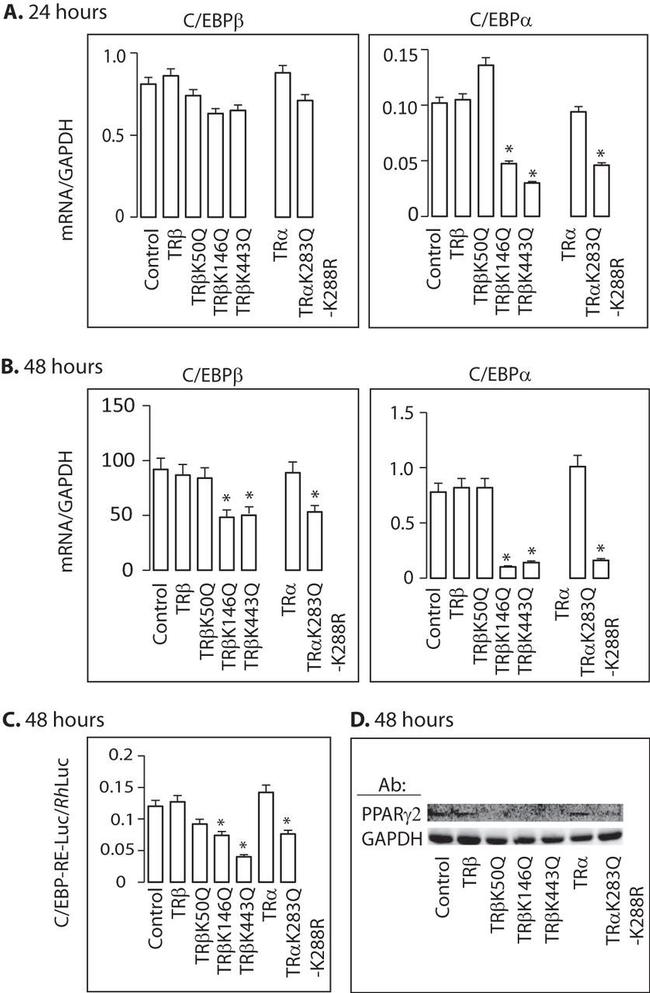 PPAR gamma Antibody in Western Blot (WB)