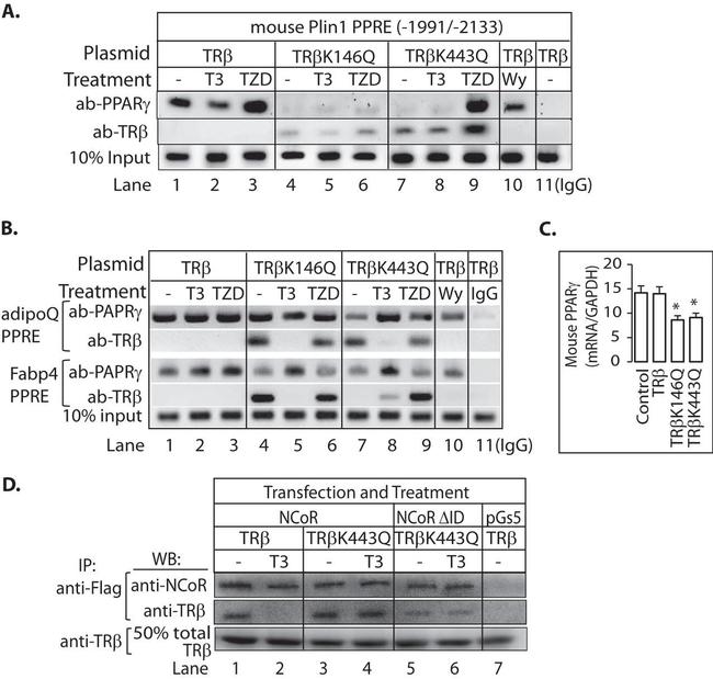 THRB Antibody in Western Blot, Immunoprecipitation, ChIP Assay (WB, IP, ChIP)