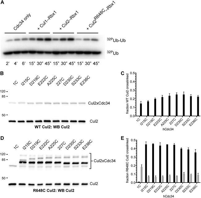 Cullin 2 Antibody in Western Blot (WB)