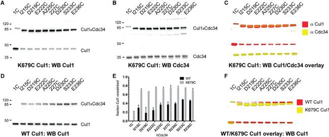 Cullin 1 Antibody in Western Blot (WB)