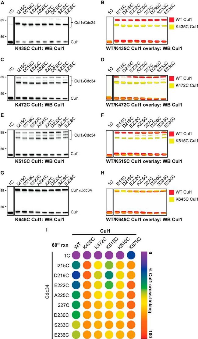 Cullin 1 Antibody in Western Blot (WB)