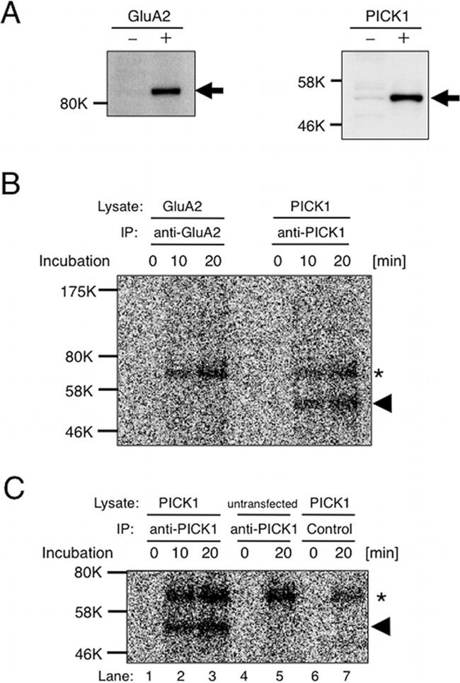 PICK1 Antibody in Western Blot, Immunoprecipitation (WB, IP)
