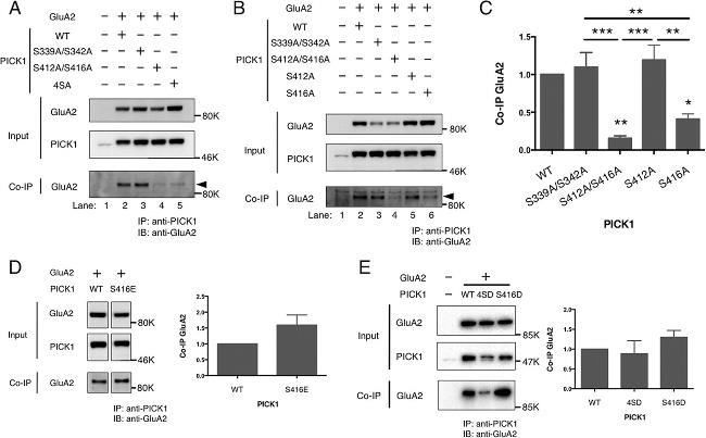 PICK1 Antibody in Western Blot, Immunoprecipitation (WB, IP)