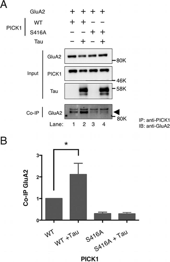 PICK1 Antibody in Western Blot, Immunoprecipitation (WB, IP)