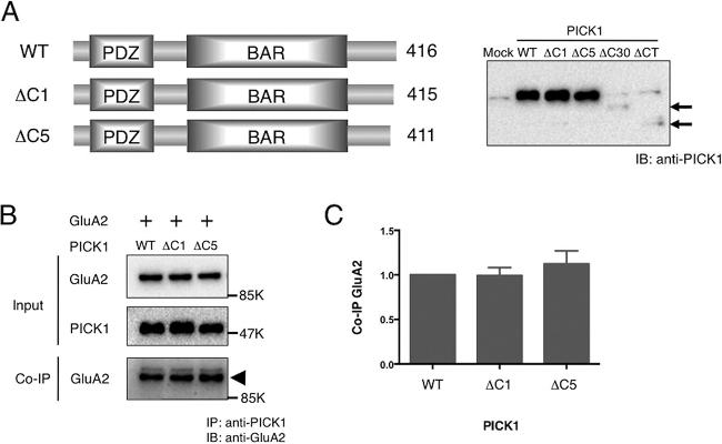 PICK1 Antibody in Western Blot, Immunoprecipitation (WB, IP)