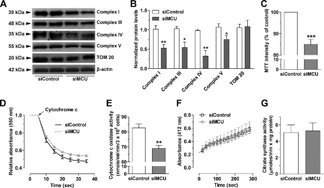 NDUFA9 Antibody in Western Blot (WB)