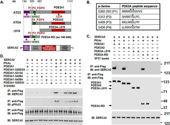 SERCA2 ATPase Antibody in Western Blot (WB)