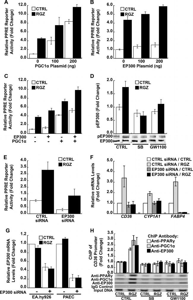 p300 Antibody in ChIP Assay (ChIP)