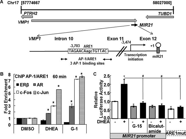 c-Fos Antibody in ChIP Assay (ChIP)