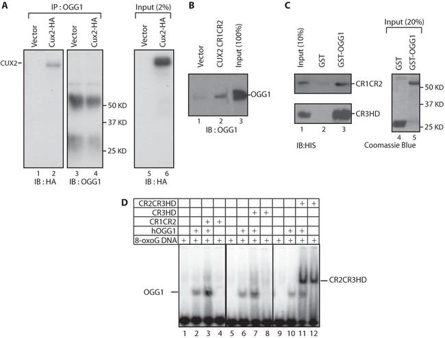 OGG1 Antibody in Western Blot, Immunoprecipitation (WB, IP)