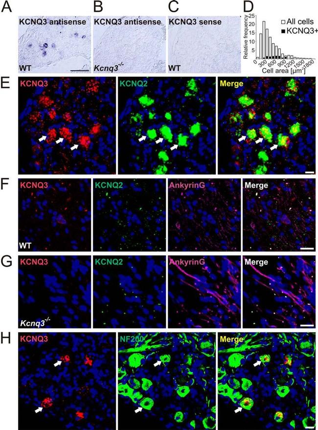 Ankyrin G Antibody in Immunohistochemistry (IHC)