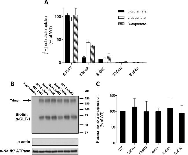 GLT-1 Antibody in Western Blot (WB)