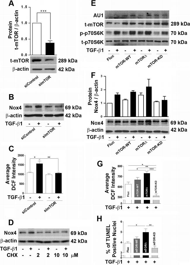 AU1 Tag Antibody in Western Blot (WB)