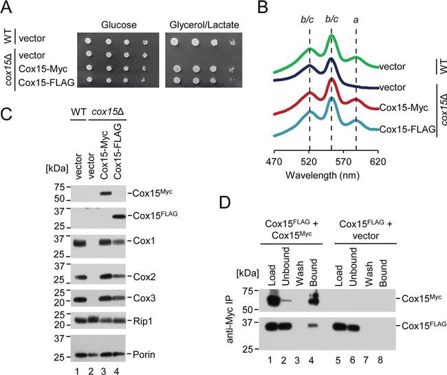 Porin Antibody in Western Blot (WB)