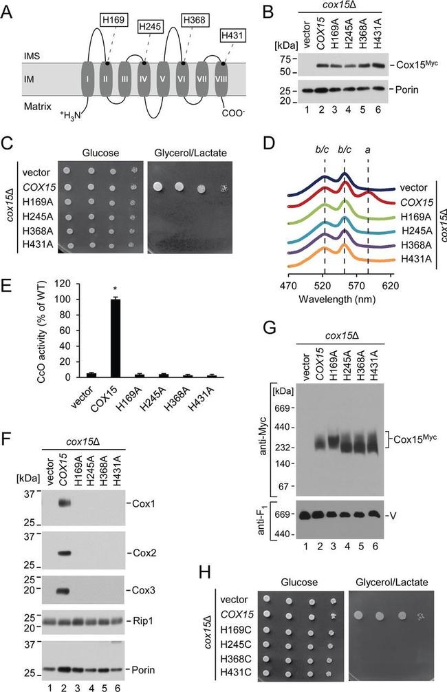 Porin Antibody in Western Blot (WB)