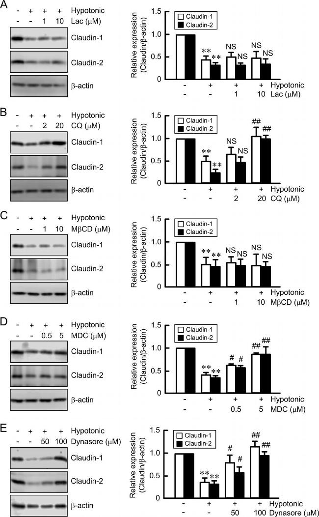 Claudin 1 Antibody in Western Blot (WB)