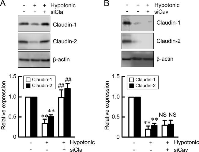 Claudin 2 Antibody in Western Blot (WB)