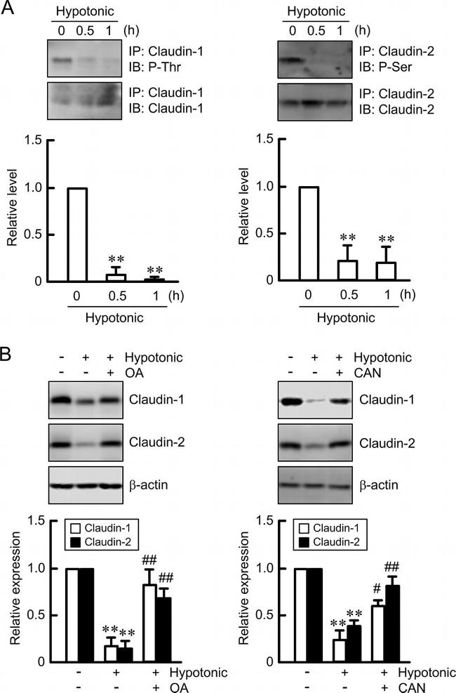 Claudin 1 Antibody in Western Blot, Immunoprecipitation (WB, IP)