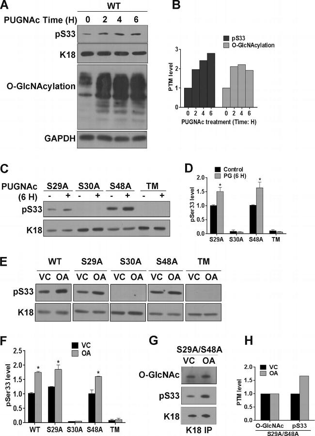 O-linked N-acetylglucosamine (O-GlcNAc) Antibody in Western Blot (WB)