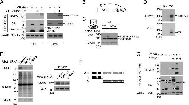 VCP Antibody in Western Blot, Immunoprecipitation (WB, IP)