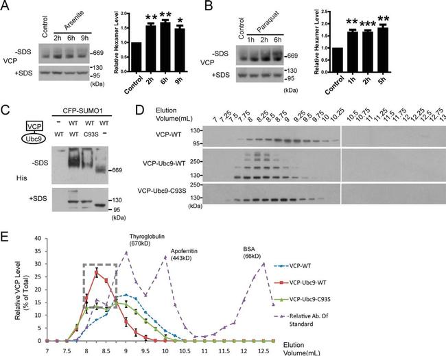 VCP Antibody in Western Blot (WB)