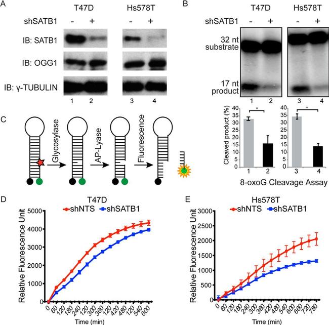 OGG1 Antibody in Western Blot (WB)