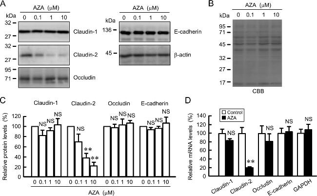 Claudin 1 Antibody in Western Blot (WB)