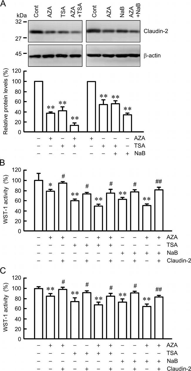 Claudin 2 Antibody in Western Blot (WB)