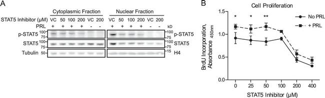 Phospho-STAT5 alpha (Tyr694) Antibody in Western Blot (WB)