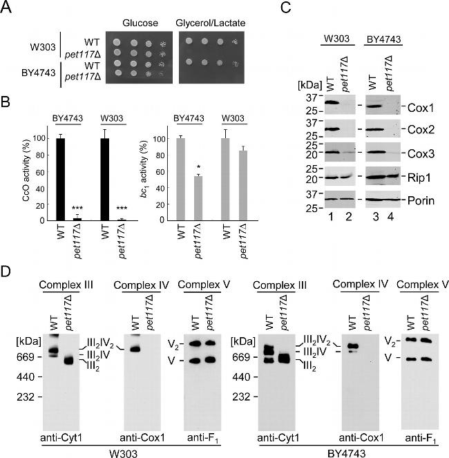 Porin Antibody in Western Blot (WB)