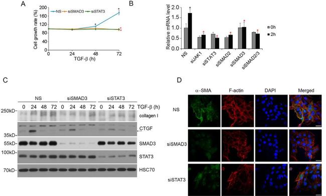 Collagen I Antibody in Western Blot (WB)