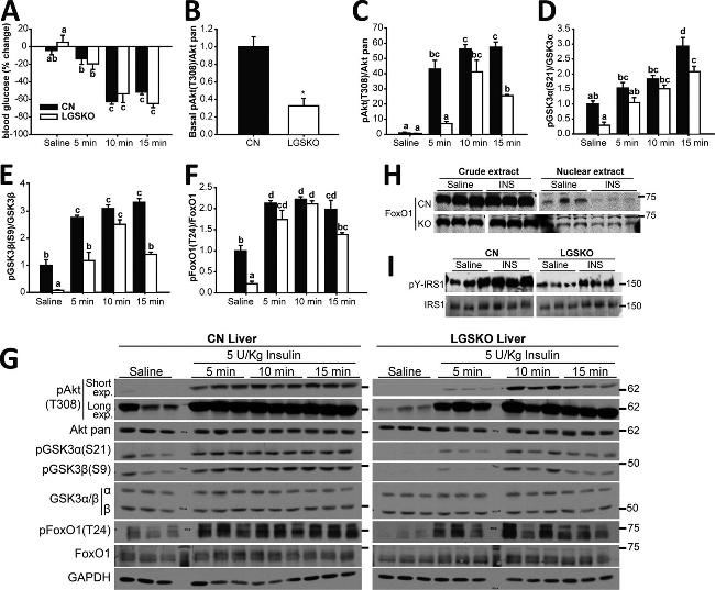 GSK3 alpha/beta Antibody in Western Blot (WB)