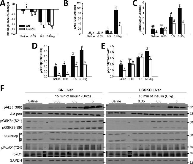 GSK3 alpha/beta Antibody in Western Blot (WB)