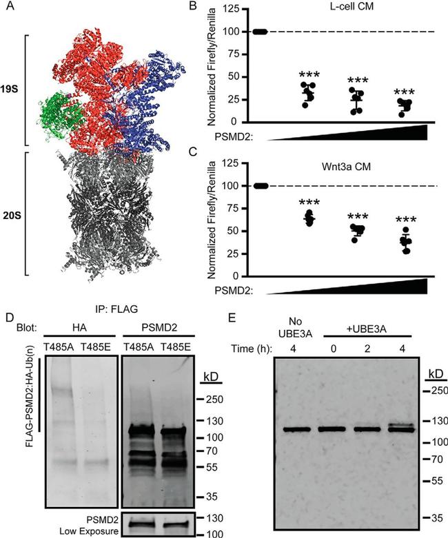 PSMD2 Antibody in Western Blot (WB)