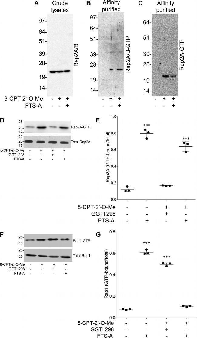 RAP2A Antibody in Western Blot (WB)