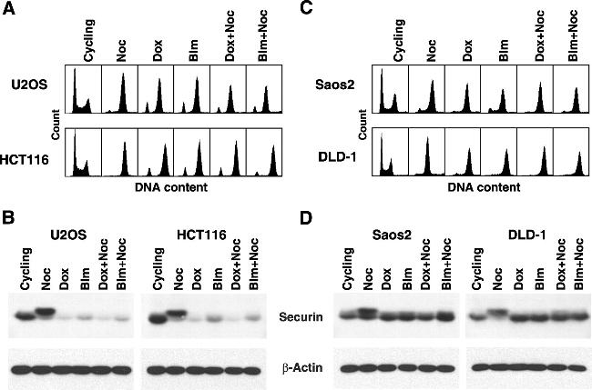 Securin Antibody in Western Blot (WB)