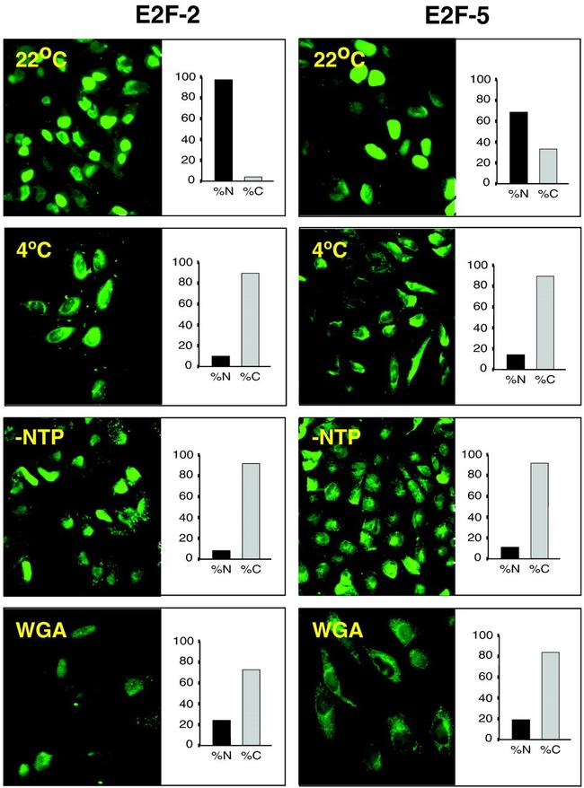 GST Tag Antibody in Immunocytochemistry (ICC/IF)