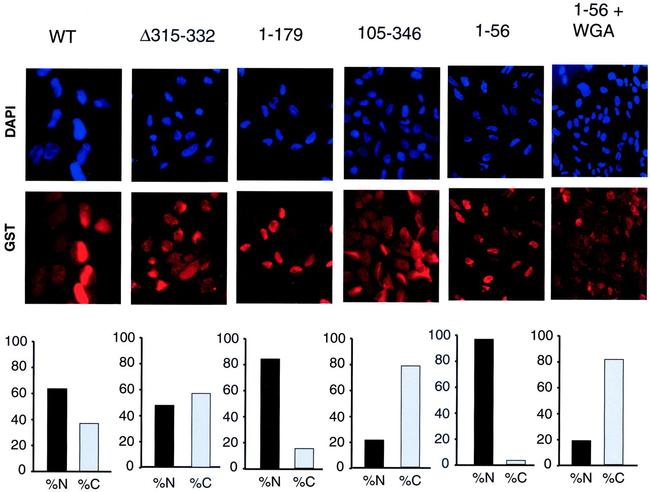 GST Tag Antibody in Immunocytochemistry (ICC/IF)