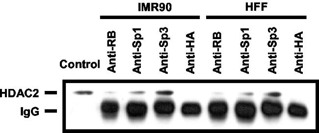 HDAC2 Antibody in Western Blot (WB)