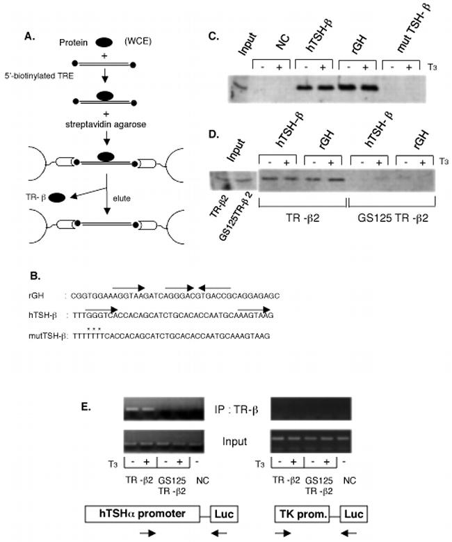 THRA/THRB Antibody in Western Blot, ChIP Assay (WB, ChIP)