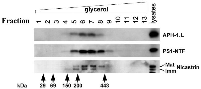 Nicastrin Antibody in Western Blot (WB)