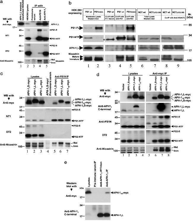 Nicastrin Antibody in Western Blot (WB)