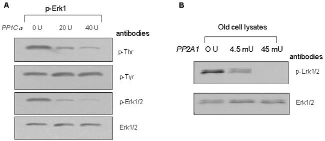 Phosphothreonine Antibody in Western Blot (WB)