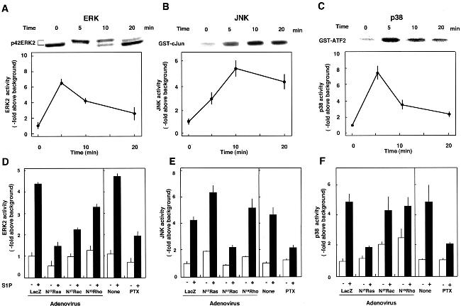 ERK1/ERK2 Antibody in Gel Shift (GS)