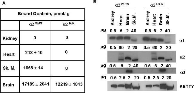 ATP1A3 Antibody in Western Blot (WB)