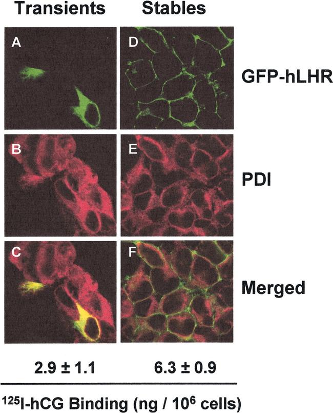 PDI Antibody in Immunocytochemistry (ICC/IF)