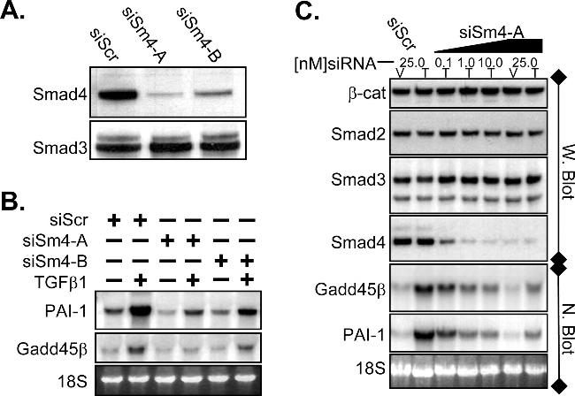 SMAD3 Antibody in Western Blot (WB)